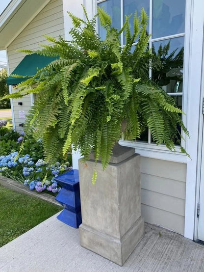 ☀️Last Day 75% OFF--🪴UV Resistant Lifelike Artificial Boston Fern