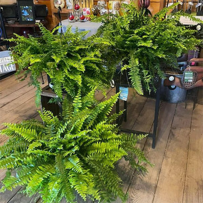 ☀️Last Day 75% OFF--🪴UV Resistant Lifelike Artificial Boston Fern